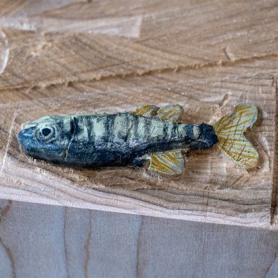 Spaceman_Kingfisher_fish.jpg